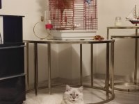 4 Aylık Kedimi Sahiplendireceğim