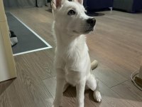 Oyuncu Beyaz Yavru Husky