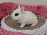 Sürme Göz - Cüce Tavşan Hotot