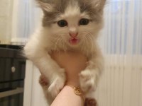 Van kedisi kırması