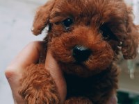 Red brown toy poodle