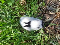 Kaliforniya Damalı Tavşan