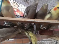 Ele Alışkın 2 Aylık Erkek Dişi Wifi Grey Piet Kuşlar Mevcuttur