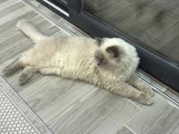 Blue Point British Longhair Ücretsiz Sahiplendirilecek