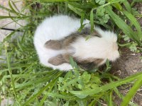 Lop Anne Babadan Tavşan Bebekler
