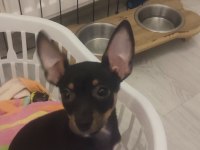 3 aylık minyatür pinscher