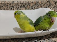 El Besleme Bebek Forpus