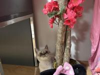 Blue Point Dişi Yavru Kedimiz