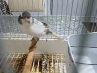 Erkek Malta Eğitici Kuştur