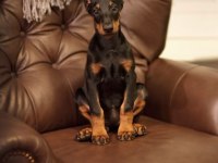 Ekmek Elden Su Gölden Doberman