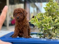 Safkan Mini Poodle Yavrularım