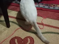 4 Yasında Erkek Kedimiz