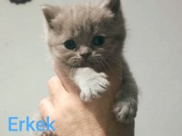2 Aylık British Shorthair Pluepoint Yavrularım