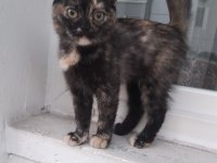 2.5 Aylık Güzellik Kedimiz Yuva Arıyor