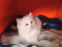 Derin Gözlü Ragdoll Kedimiz