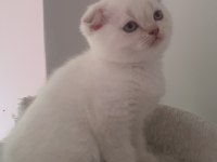 Güzeller Güzeli Yavru Kediler