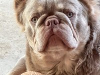 Dünyalar Güzeli French Bulldog Yavrularımız