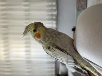 Evcil Sultan Papağanımız