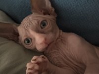 Sfenks Yavru Kedilerim