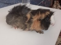 5 Aylık Dişi Ginepig