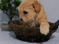 Küçük Kalan Büyümeyen Maltipoo Yavruları