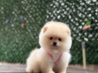 Dişi Ve Erkek Pomeranian Yavrularım