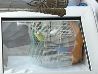 2 Tane Eşleşmiş 1 Tane Yavru Muhabbet Kuşu