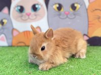 Cüce Tavşan Yavruları Gönderim Yapılır