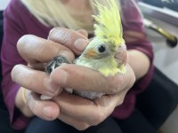 Wifi kırması sultan papağanı yavrular