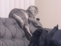 1.5 Yaşında Scottish Fold Kızımıza Yuva Arıyoruz