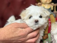 Maltese Terrier Boy Kilo Garantili Türkiye'nin En Seçkin Yavruları