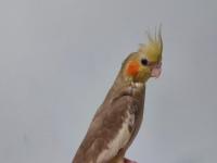 El Besleme Yavru Sultan Papağanı