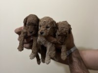 Toy poodle yavruları