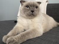 Uysal scottish fold kedimize yeni yuva arıyoruz