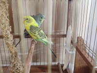 Dişi Japones Ve Erkek Klasik Muhabbet Kuşu