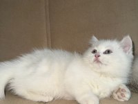Beyaz iki yavru kedimiz sahiplendirilecektir
