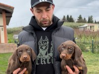 Şampiyon üreticiden şampiyon doberman yavruları