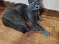 Sevimli uysal aşıları tam british yavrumuza yuva arıyoruz