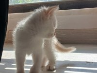 İki Aylik Gold Beyaz Erkek Kedimiz