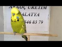 Yavrulu Yumurtalı Muhabbet Kuşu Takımlar Ve Eğitmelik Yavrular