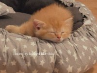 Turuncu British Longhair Erkek Yavru