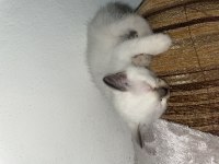 2 Aylık Siyam Kedisi Yavru
