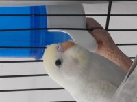 Yavru Ele Alıştırmalık Rainbow Muhabbet Kuşu