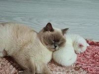 40 Günlük British Shorthair Yavruları Kar Beyaz Masmavi Gözler