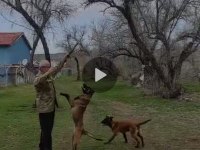 3 ve 4-6 aylık malinois yavrular