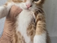 3 Adet Dişi Erkek Kedimiz Sahiplendirilecek Kedi