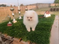 5 Aylık Sevimli Pomeranian Yavrumuz