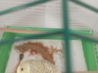 6 Aylık Erkek Muhabbet Kuşu