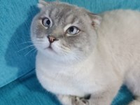 Scottish Irk Evcil Kedimiz