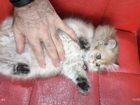 British Longhair Golden Point